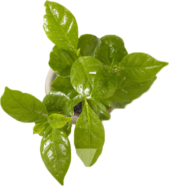 植物
